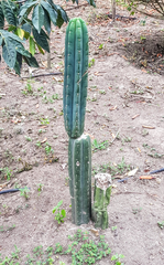 Trichocereeae