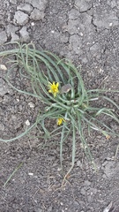 Pseudopodospermum molle