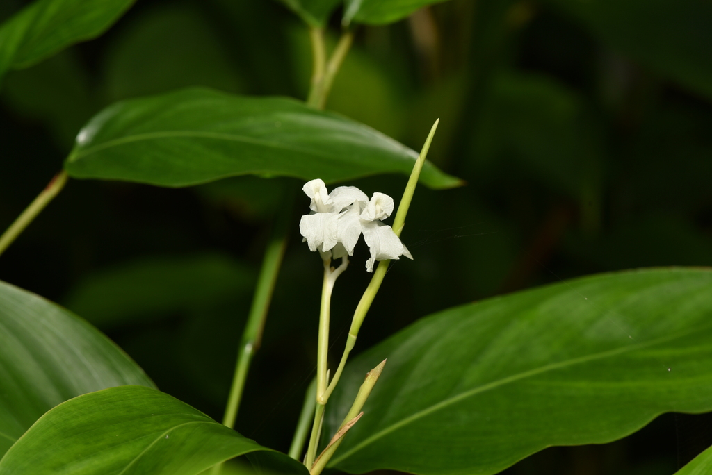 Donax canniformis (Donax canniformis)