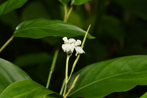 Donax canniformis (Donax canniformis)