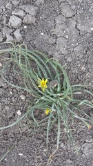 Pseudopodospermum molle