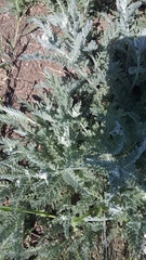 Tanacetum achilleifolium