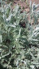 Tanacetum achilleifolium