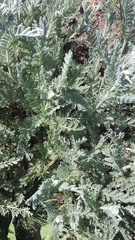 Tanacetum achilleifolium