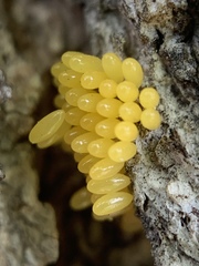 Hippodamia convergens