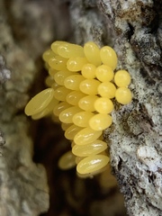 Hippodamia convergens