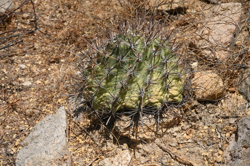 Image of Ferocactus townsendianus by (c) Diana Fuentes, some rights reserved (CC BY-SA)