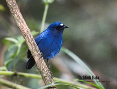 Sunda Robin photo 3