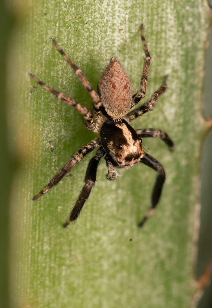 Asaphobelis physonychus