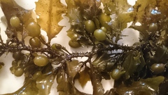 Sargassum scabridum
