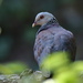 Nilgiri Wood-Pigeon - Photo (c) harshithjv, some rights reserved (CC BY-NC), uploaded by harshithjv