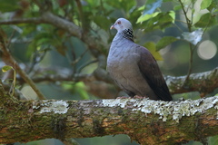 Columba elphinstonii