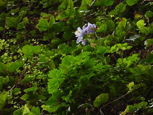 Nuragica Columbine (Aquilegia nuragica)