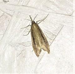 Donacaula melinellus