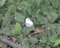 Leptosia alcesta inalcesta