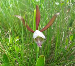 Cleistesiopsis divaricata