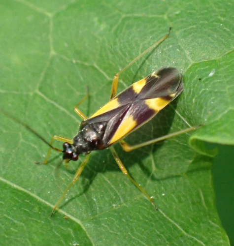 four-spotted plant bug, Boxtel, North Brabant, NL, photo 5 of 10