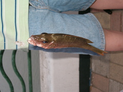 Lutjanus argentiventris