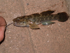 Estuarine Frillfin photo 4