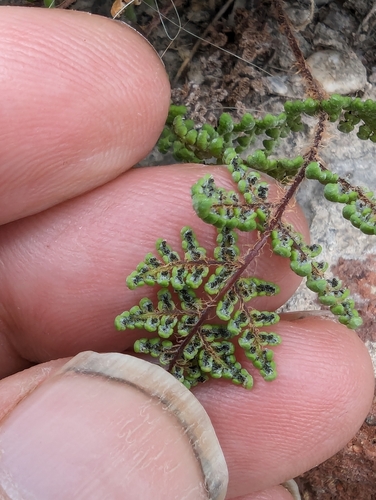 Image of Oeosporangium acrosticum by no rights reserved