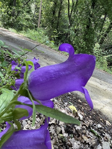 Foto de Campânula