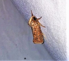 Acrolophus plumifrontella