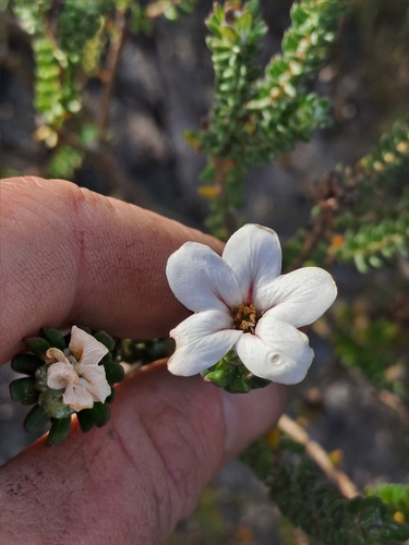 Glutinous Chinaflower (Adenandra obtusata)