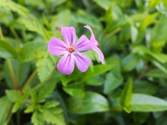 Geranium robertianum