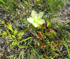 Dionaea muscipula