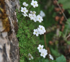 Arenaria balearica