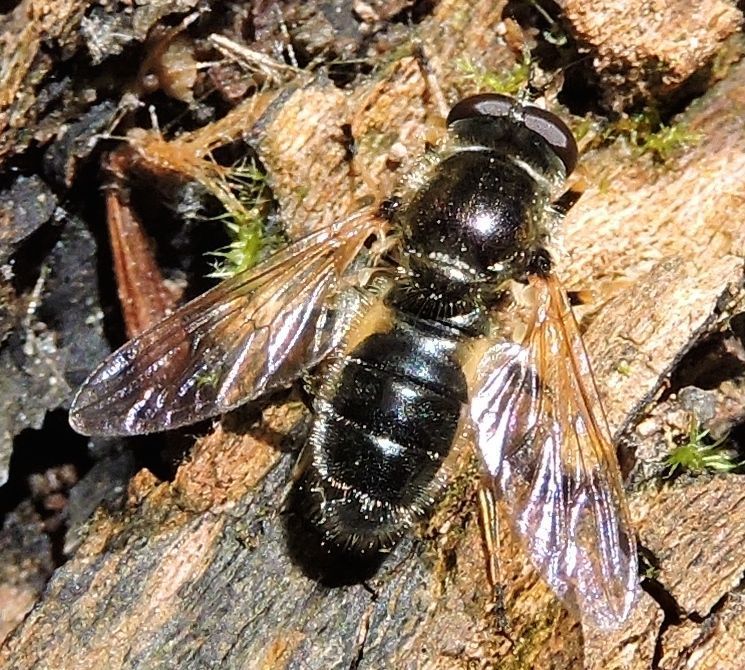 Common Wood Fly