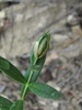 Dasineura vincae - Photo (c) Gennadiy Okatov, some rights reserved (CC BY-NC), uploaded by Gennadiy Okatov