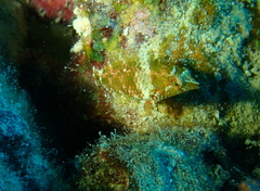 Thrush Sneaky Wrasse photo 1