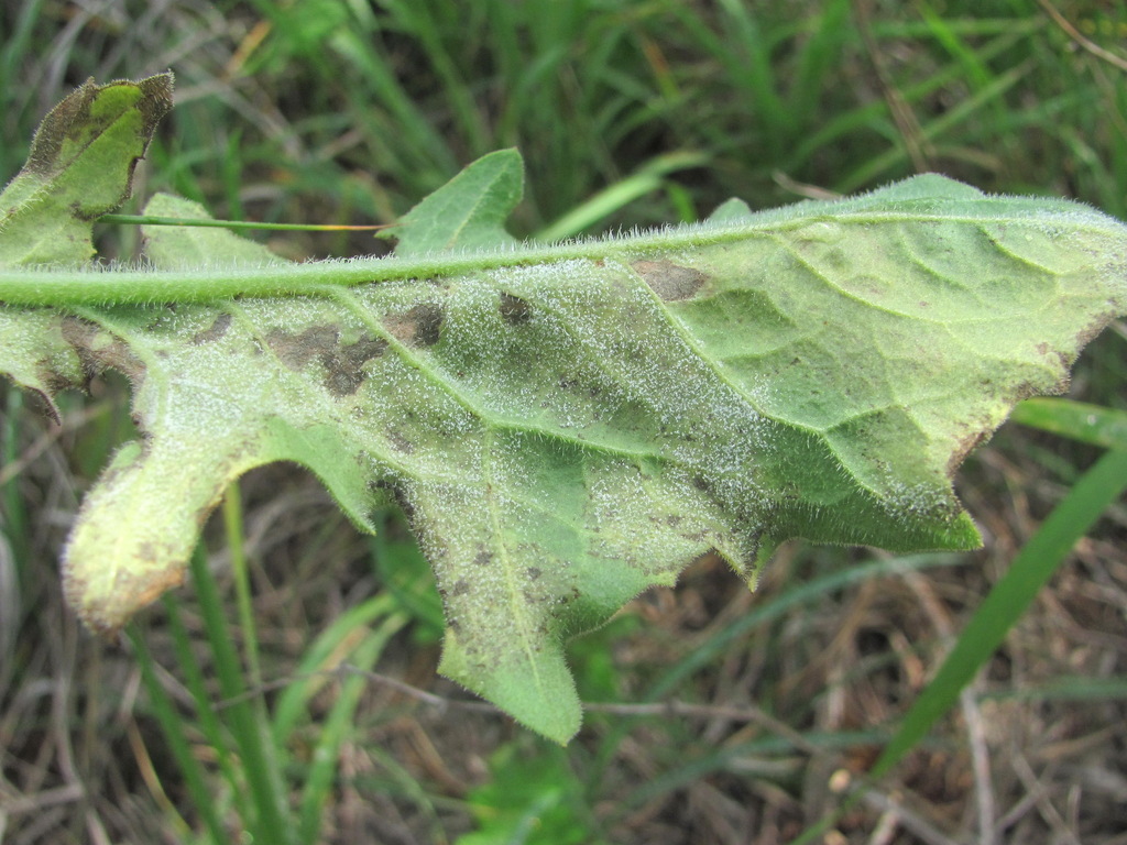 Bremia pulchra