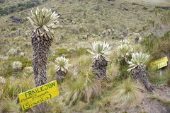 Espeletia pycnophylla