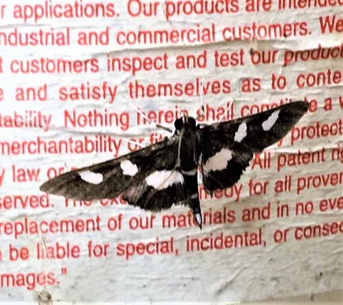 Grape Leaffolder and Leafroller Moths photo 5