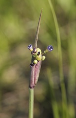 Sisyrinchium albidum