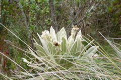 Espeletia pycnophylla