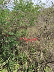 Hesperaloe parviflora