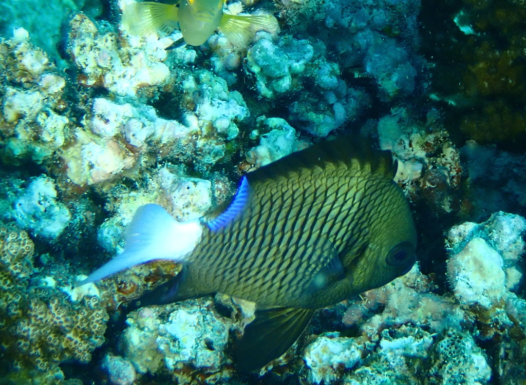 Reticulate dascyllus