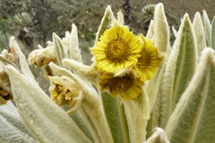 Espeletia pycnophylla
