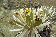 Espeletia pycnophylla