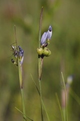 Sisyrinchium albidum