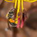 Trout-lily Mining Bee - Photo (c) bob15noble, some rights reserved (CC BY-NC), uploaded by bob15noble