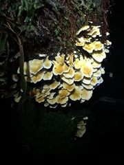 Cantharellus insignis