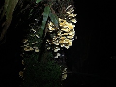 Cantharellus insignis