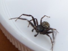 Bassaniana
