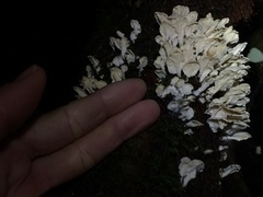 Cantharellus insignis