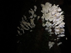 Cantharellus insignis