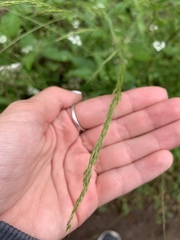 Limnodea arkansana